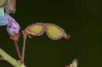 Hairy small-leaf ticktrefoil